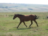 Taylor Appendix QH broodmare In foal to YOUNG'S COUNTRY ESQUIRE